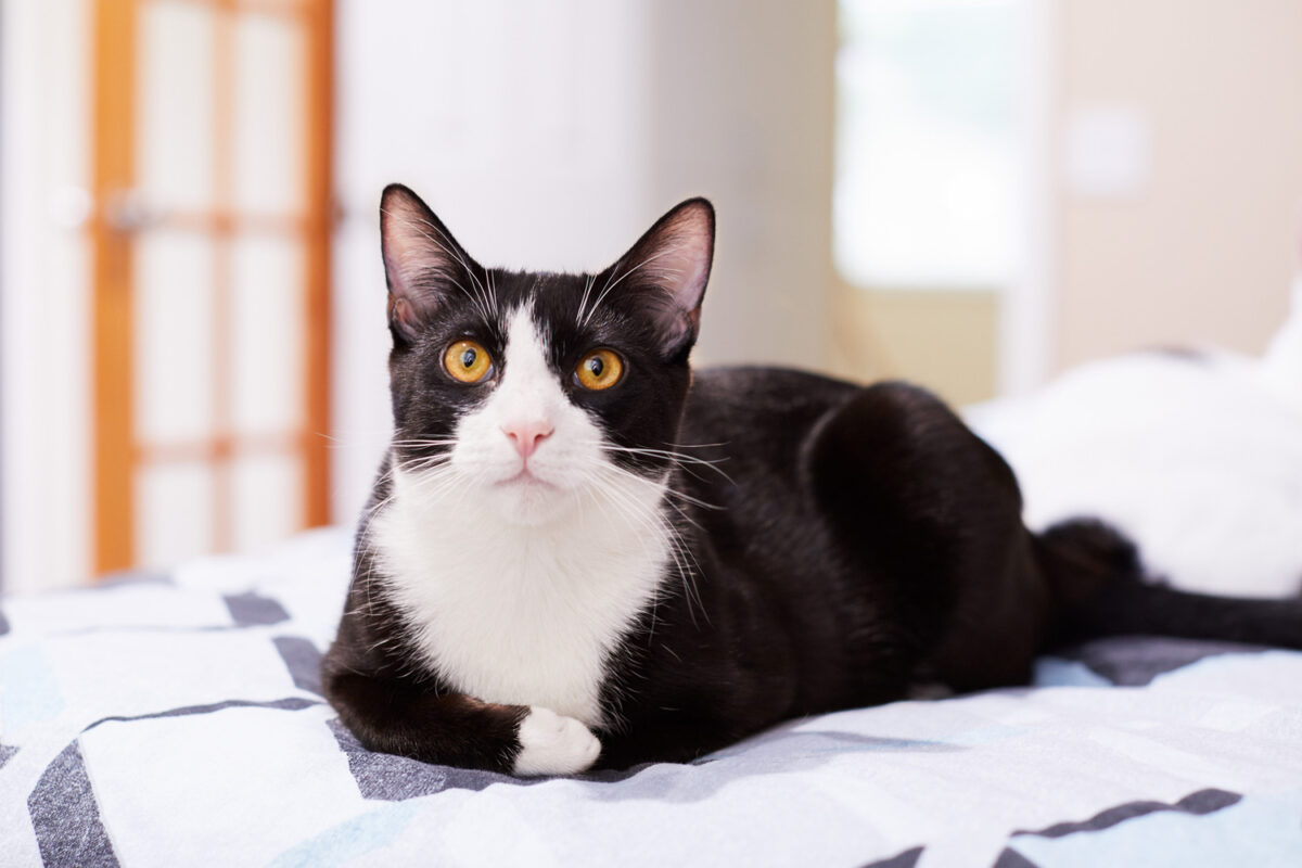 Mèo tuxedo có màu lông đen trắng độc đáo (Ảnh: Internet)