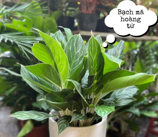 Phong thủy cây bạch mã hoàng tử mang lại sự thư thái, quyết đoán và may mắn cho gia chủ Phong thủy cây bạch mã hoàng tử, mang lại cho gia chủ sự thư thái, quyết đoán và may mắn (ảnh: Internet)