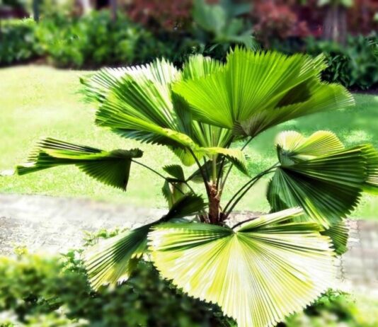 Phong thủy cây cọ Nhật mang ý nghĩa sinh tài giữ của, giúp công việc gia chủ thuận lợi Phong thủy cây cọ Nhật, ý nghĩa sinh tài giữ của, giúp công việc gia chủ thuận lợi (ảnh: Internet)