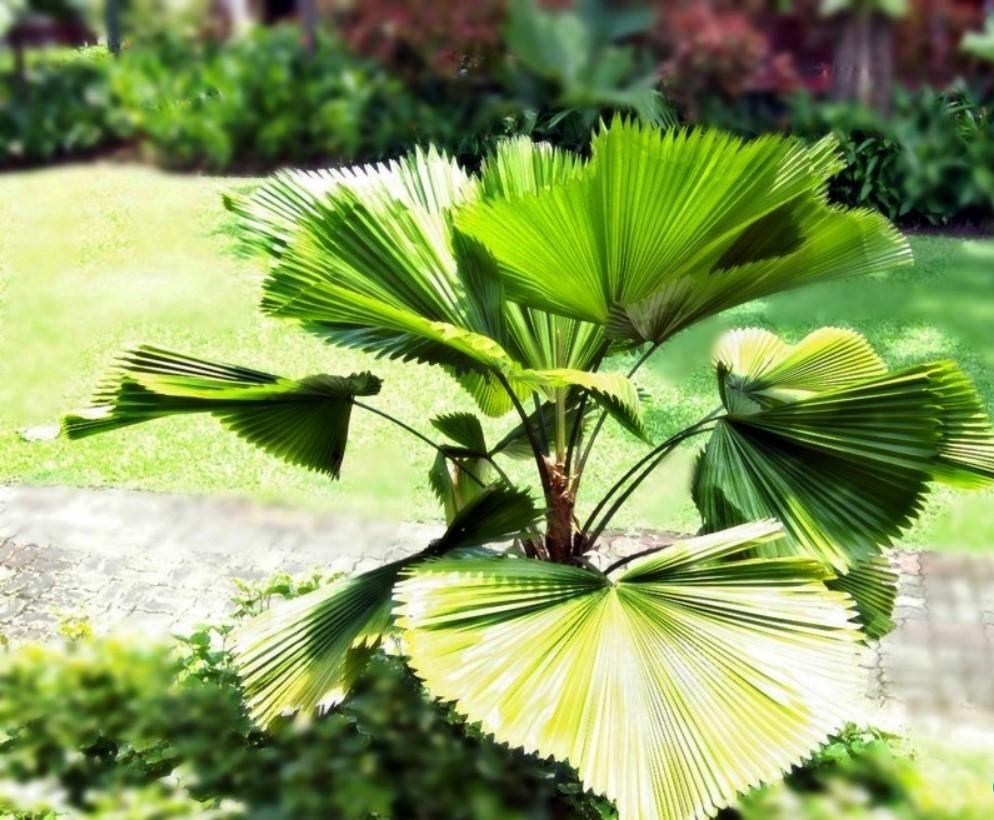 Phong thủy cây cọ Nhật, ý nghĩa sinh tài giữ của, giúp công việc gia chủ thuận lợi (ảnh: Internet)