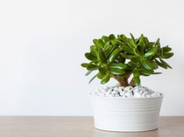 Phong thủy cây ngọc bích mang vẻ đẹp thanh khiết giúp tăng cường sinh lực và vận khí Phong thủy cây ngọc bích, vừa mang vẻ đẹp thanh khiết, vừa tăng cường sinh lực, vận khí (ảnh: Internet)