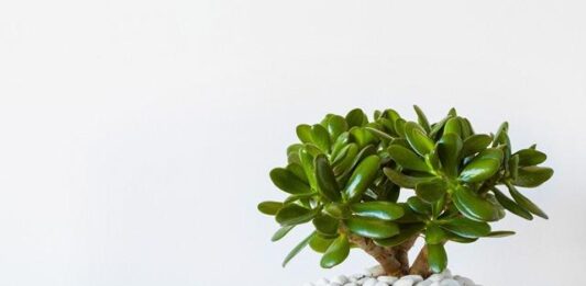 Phong thủy cây ngọc bích mang vẻ đẹp thanh khiết giúp tăng cường sinh lực và vận khí Phong thủy cây ngọc bích, vừa mang vẻ đẹp thanh khiết, vừa tăng cường sinh lực, vận khí (ảnh: Internet)