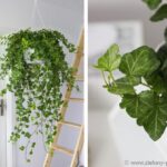 Phong thủy cây thường xuân, xua đuổi tà ma, âm khí giúp thu hút vượng khí (ảnh: Internet)