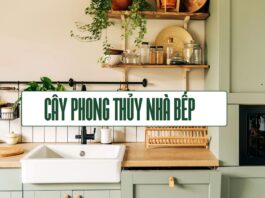 10 loại cây xanh trồng trong bếp hữu ích lại hợp phong thủy