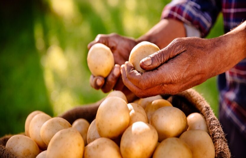 Potatoes looking clean and nutritious from a healthy farm