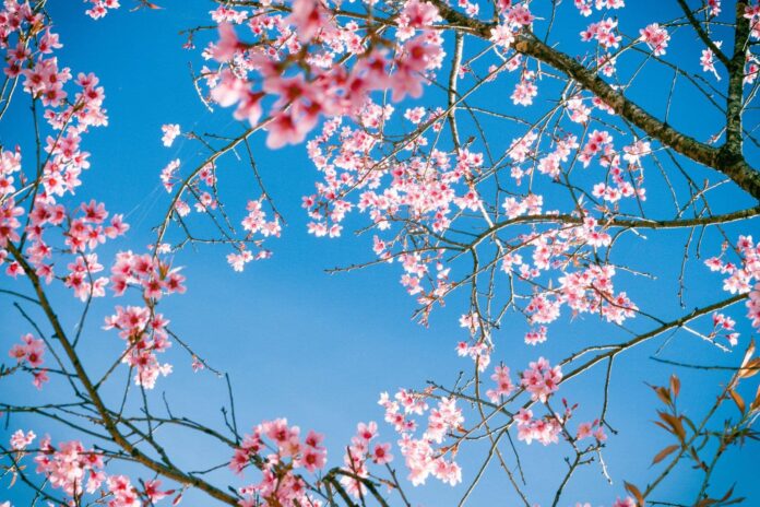 Những bài thơ về mùa xuân hay, lãng mạn, thơ chào tháng 1 yêu thương (Ảnh: Internet)
