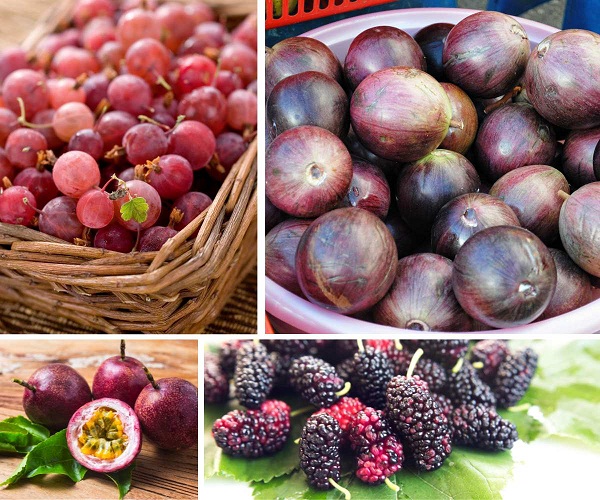 Các loại trái cây màu tím (Ảnh: Internet)