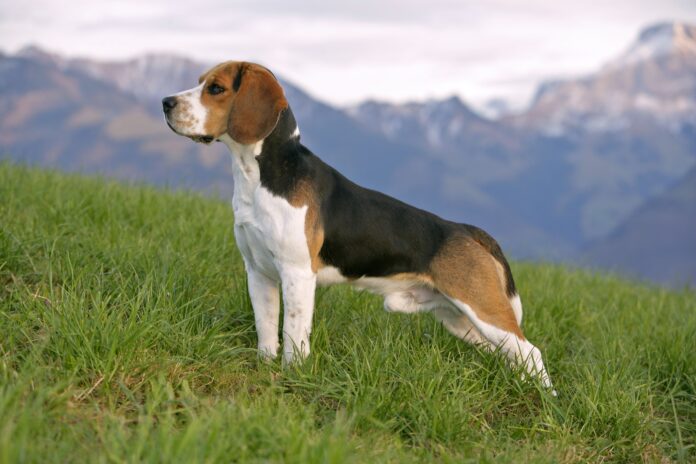 Beagle (Nguồn: Internet)