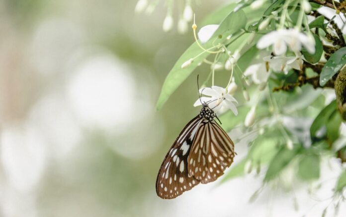 Ý nghĩa của loài bươm bướm