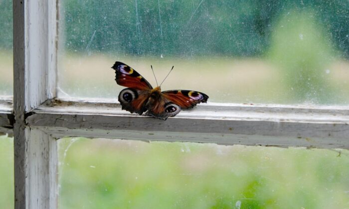 Bươm bướm nhiều màu sắc bay vào nhà