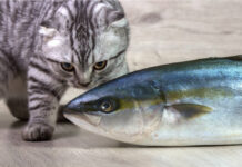 Không nên cho mèo ăn cá ngừ thường xuyên (Ảnh: Internet)
