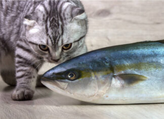 Không nên cho mèo ăn cá ngừ thường xuyên (Ảnh: Internet)