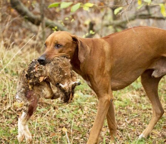 Các giống chó săn mạnh mẽ và thông minh được nhiều người ưa chuộng trên thế giới