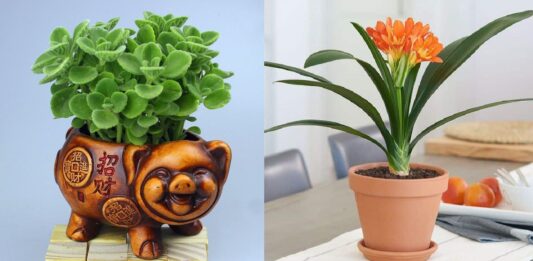 12 con giáp trồng cây gì giúp vượng tài, hút lộc, thêm giàu sang