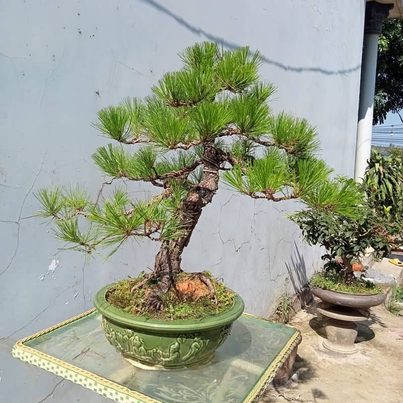 Cây thCác cây phong thủy trồng ở mộ mang lại may mắn, phú quý cho con cháu (Ảnh: Internet)ông ba lá dáng bonsai