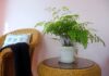 Phong thủy cây tóc thần nữ vệ, giúp lọc không khí, hấp thụ khói thuốc và chất độc hại tại nhà (ảnh: Internet)