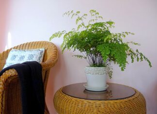 Phong thủy cây tóc thần nữ vệ, giúp lọc không khí, hấp thụ khói thuốc và chất độc hại tại nhà (ảnh: Internet)