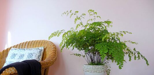 Phong thủy cây tóc thần nữ vệ, giúp lọc không khí, hấp thụ khói thuốc và chất độc hại tại nhà (ảnh: Internet)