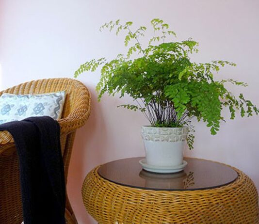 Phong thủy cây tóc thần nữ vệ, giúp lọc không khí, hấp thụ khói thuốc và chất độc hại tại nhà (ảnh: Internet)
