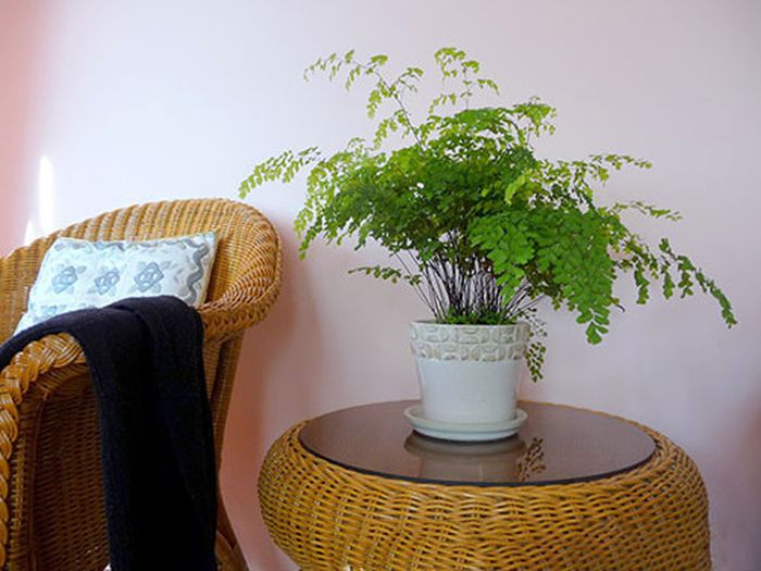 Phong thủy cây tóc thần vệ nữ, giúp lọc không khí, hấp thụ khói thuốc và chất độc hại tại nhà (ảnh: Internet)