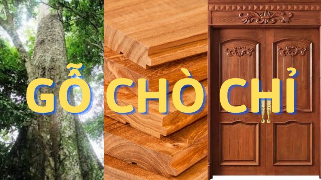 Gỗ chò chỉ - loại gỗ không sợ ngấm nước, chống cong vênh, ứng dụng trong nhiều ngành khác nhau (ảnh: Internet)