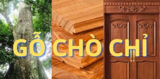 Gỗ chò chỉ - loại gỗ không sợ ngấm nước, chống cong vênh, ứng dụng trong nhiều ngành khác nhau (ảnh: Internet)