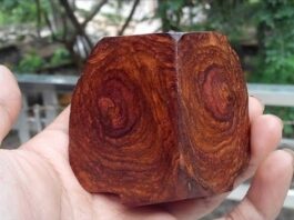 Gỗ sưa - cực phẩm gỗ quyến rũ, mùi thoang thoảng như gỗ hương và có chất lượng siêu tốt (ảnh: Internet)
