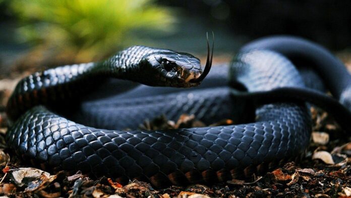 Mơ thấy rắn đen thường là điềm báo tốt (Ảnh: Internet)