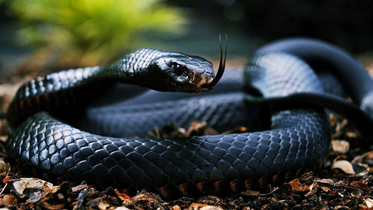 Mơ thấy rắn đen thường là điềm báo tốt (Ảnh: Internet)