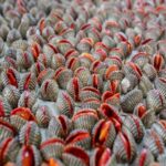 Những món này độc hơn bạn nghĩ đấy (Ảnh: Internet)