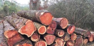 Gỗ hương - xếp loại nhóm I gỗ tốt có màu sắc đẹp, vân gỗ đẹp và chống mối mọt tốt (ảnh: Internet)