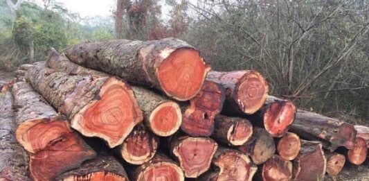Gỗ hương - xếp loại nhóm I gỗ tốt có màu sắc đẹp, vân gỗ đẹp và chống mối mọt tốt (ảnh: Internet)