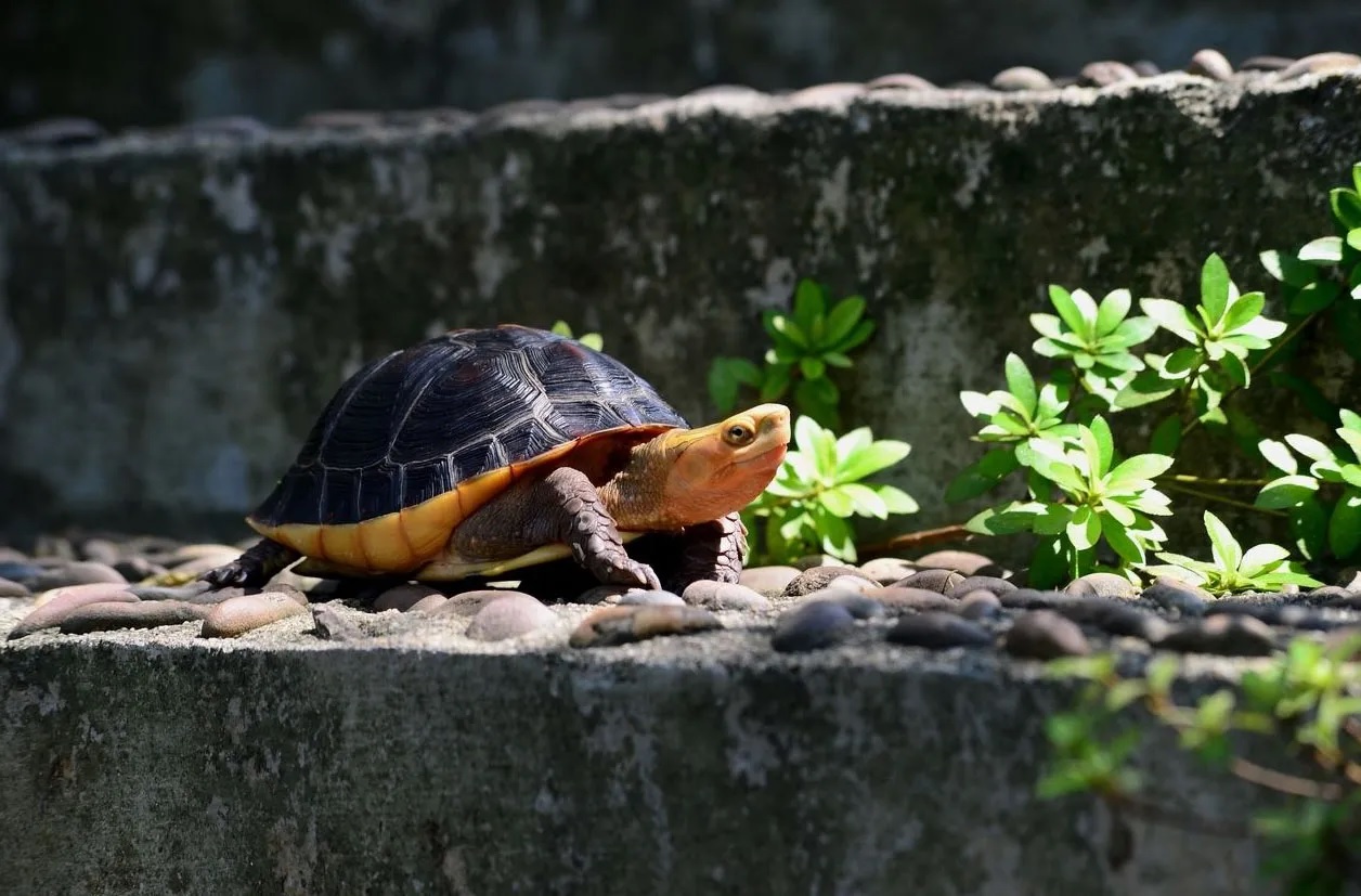 Vị trí nuôi rùa hợp phong thủy trong nhà (Ảnh: Internet)