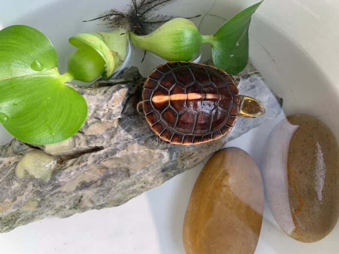 Những điều kiêng kỵ khi nuôi rùa tại nhà (Ảnh: Internet)