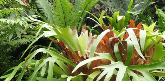 Phong thủy cây dương xỉ, mang lại may mắn khi trồng trong nhà, tăng năng lượng tích cực và giảm căng thẳng (ảnh: Internet)