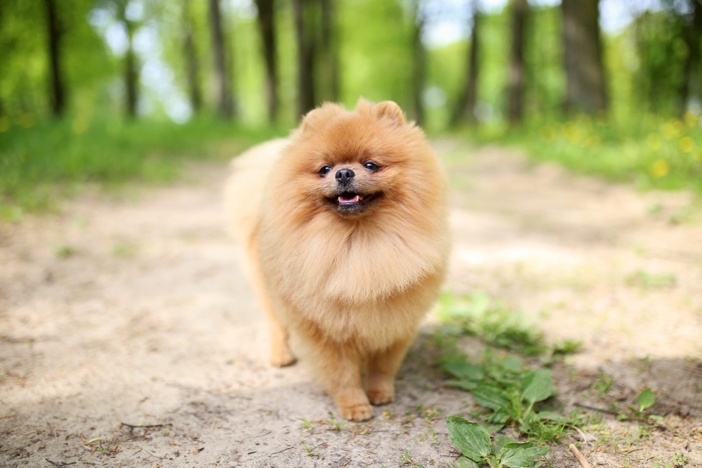 Chó Pomeranian (Nguồn: Internet)