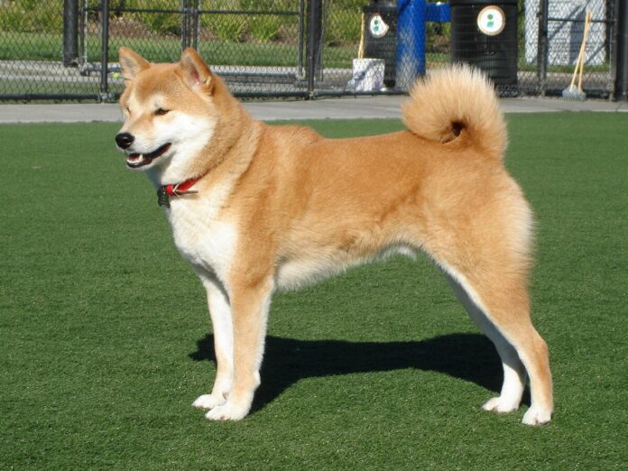 Chó Shiba (Nguồn: Internet)