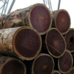 Gỗ lim - thứ gỗ bền trăm năm không lo biến dạng, nứt nẻ và chịu lực tốt (ảnh: Internet)