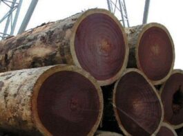 Gỗ lim - thứ gỗ bền trăm năm không lo biến dạng, nứt nẻ và chịu lực tốt (ảnh: Internet)