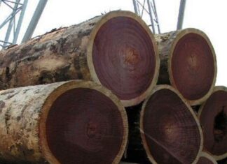 Gỗ lim - thứ gỗ bền trăm năm không lo biến dạng, nứt nẻ và chịu lực tốt (ảnh: Internet)