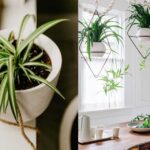 Phong thủy cây mẫu tử: giúp gia đình thịnh vượng, nhiều may mắn và hanh thông trong công việc (ảnh: Internet)