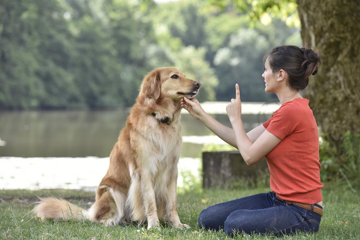 Huấn luyện chó không đúng cách cũng là sai lầm phổ biến ở người nuôi (Ảnh: Internet)