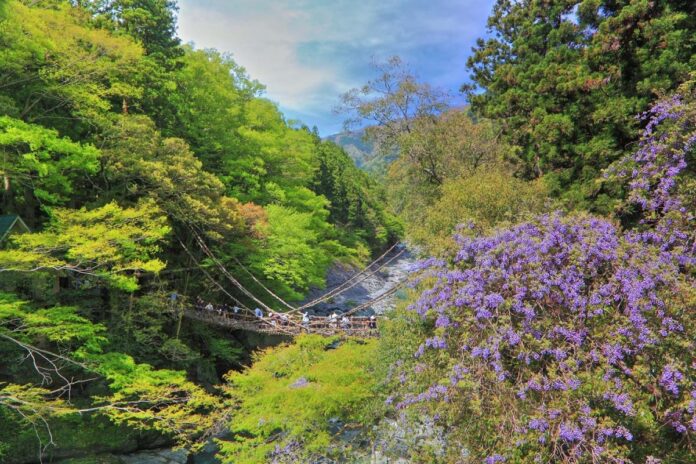 Tokushima - "Iya" nằm ở ngọn núi sâu bao quanh bởi cây xanh. Nơi này được chọn là một trong ba nơi bí mật nhất ở Nhật Bản, là nơi quý giá để trải nghiệm sự xuất hiện mà con người và thiên nhiên hòa trộn với nhau. (Ảnh: Internet)