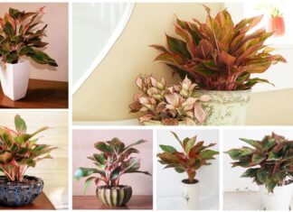 Phong thủy cây bao thanh thiên thu hút tài lộc may mắn, mang đến thịnh vượng trong công việc Phong thủy cây bao thanh thiên, thu hút tài lộc may mắn, mang đến vận mệnh và sự thịnh vượng trong công việc (ảnh: Internet)