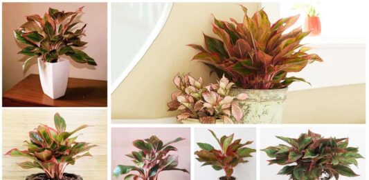 Phong thủy cây bao thanh thiên, thu hút tài lộc may mắn, mang đến vận mệnh và sự thịnh vượng trong công việc (ảnh: Internet)