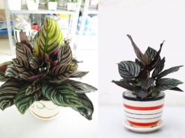 Phong thủy cây đuôi công, mang đến may mắn, tiền tài cho gia chủ, rất được yêu thích làm quà tặng ban bè (ảnh: Internet)