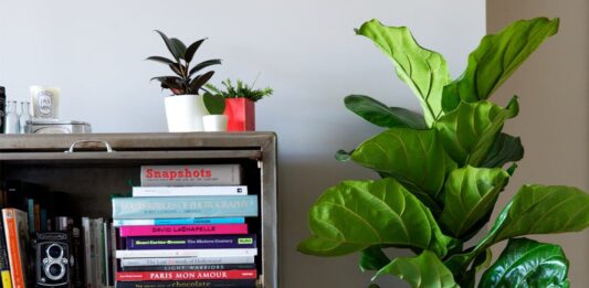 Phong thủy cây bàng Singapore: giúp cho cuộc sống của gia chủ luôn được thuận lợi, vui vẻ và gặp nhiều may mắn (ảnh: Internet)