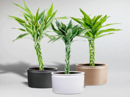 Phong thủy cây trúc phú quý: tượng trưng cho sự phú quý, đại cát, đại lợi, giúp mang lại nhiều may mắn và bình an cho gia chủ (ảnh: Internet)