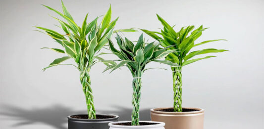 Phong thủy cây trúc phú quý: tượng trưng cho sự phú quý, đại cát, đại lợi, giúp mang lại nhiều may mắn và bình an cho gia chủ (ảnh: Internet)
