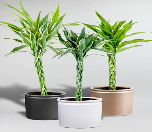 Phong thủy cây trúc phú quý: tượng trưng cho sự phú quý, đại cát, đại lợi, giúp mang lại nhiều may mắn và bình an cho gia chủ (ảnh: Internet)